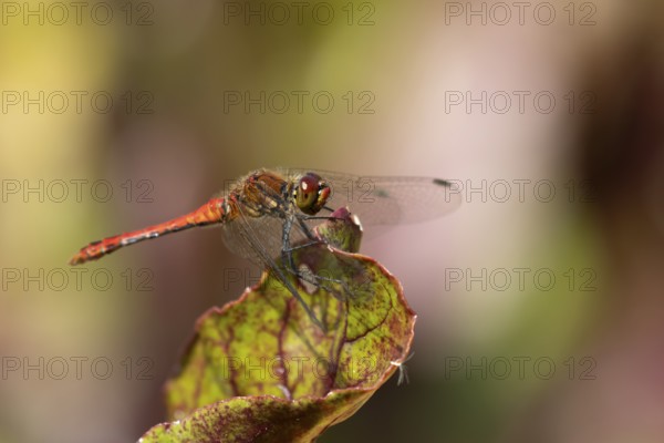 Ruddy darter dragonfly (Sympetrum sanguineum) adult insect on a garden Beetroot vegetable plant