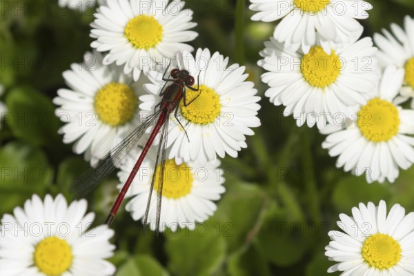 Large red damselfly (Pyrrhosoma nymphula) adult insect resting on a garden white daisy plant flower