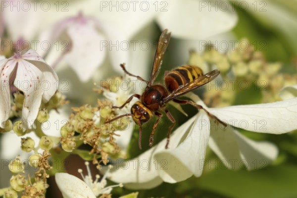 European hornet (Vespa crabro) adult insect feeding on a garden white plant flowers in summer,