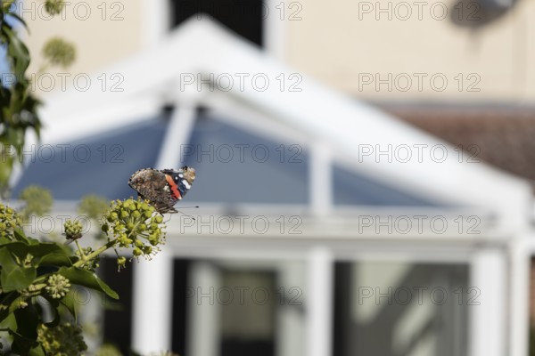 Red admiral butterfly (Vanessa atalanta) adult insect feeding on garden Ivy (Hedera helix) flowers