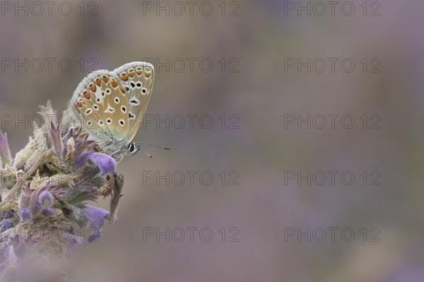 Common blue butterfly (Polyommatus icarus) adult insect feeding on garden Catmint flowers in