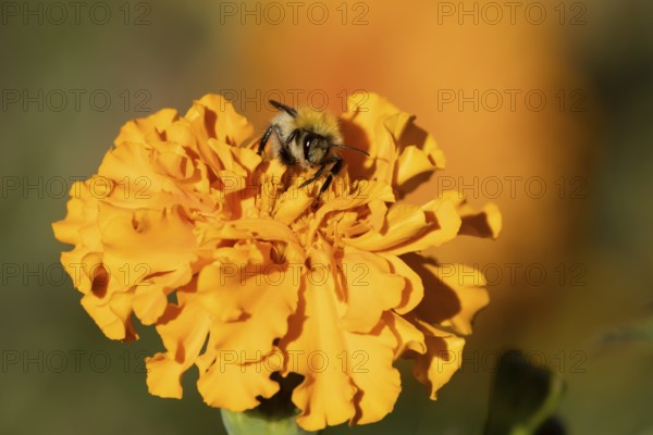 Common carder bumblebee (Bombus pascuorum) adult bee insect feeding on orange garden French