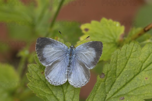 Holly blue butterfly (Celastrina argiolus) adult insect resting on a garden plant leaf in summer,