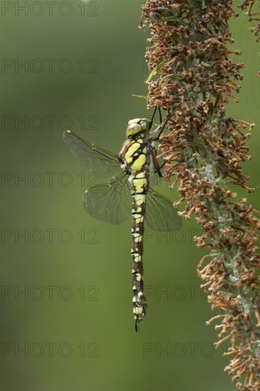 Southern hawker dragonfly (Aeshna cyanea) adult insect resting on a garden Buddleja or Buddleia