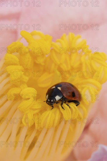 Seven-spot ladybird or ladybug (Coccinella septempunctata) adult beetle on a garden Camellia flower