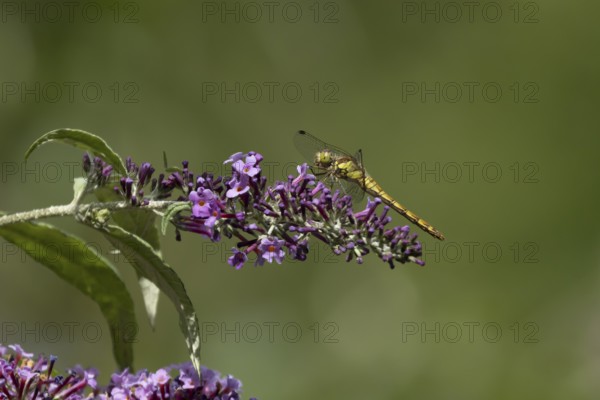 Common darter dragonfly (Sympetrum striolatum) adult female insect resting on a garden purple