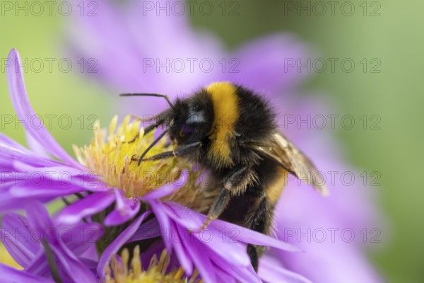 Garden bumblebee (Bombus hortorum) adult bee insect feeding on purple garden Aster plant flower in