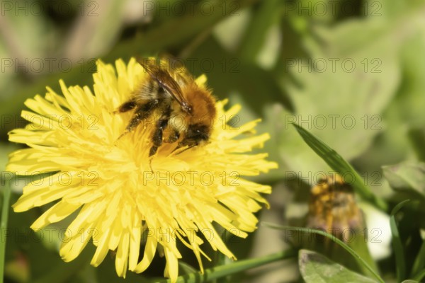 Buff tailed bumblebee (Bombus terrestris) adult bee insect feeding on yellow Dandelion (Taraxacum