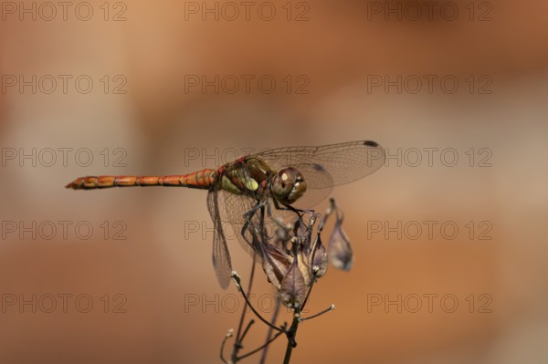 Common darter dragonfly (Sympetrum striolatum) adult male insect resting on a garden flower