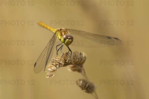 Common darter dragonfly (Sympetrum striolatum) adult female insect resting on a grass stem seedhead