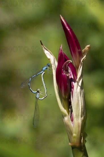 Common blue damselfly (Enallagma cyathigerum) two adult insects mating on a garden lily flower in