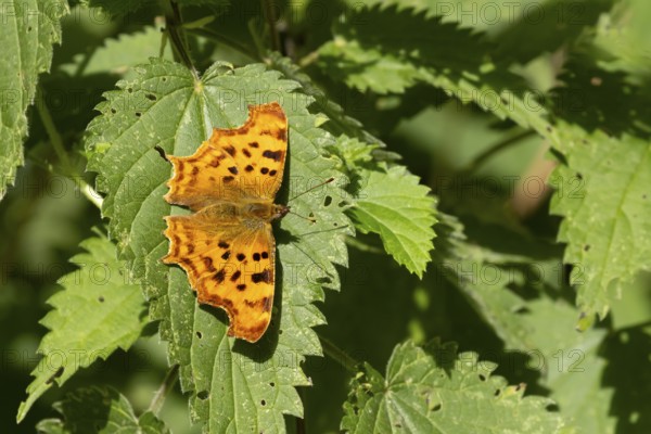 Comma butterfly (Polygonia c-album) adult insect resting on stinging nettle plant leaves in summer,