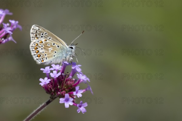 Common blue butterfly (Polyommatus icarus) adult insect on purple garden Verbena bonariensis