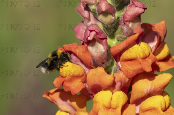 Buff tailed bumblebee (Bombus terrestris) adult bee insect feeding on garden Snapdragon