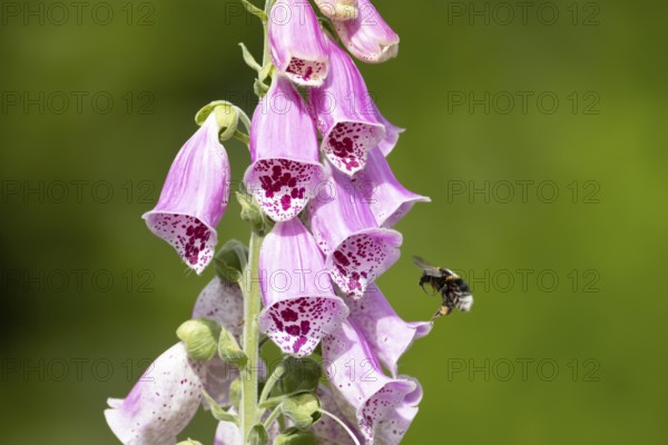 Buff tailed bumblebee (Bombus terrestris) adult bee insect flying towards a purple garden Foxglove