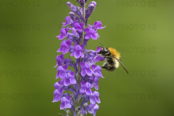 Common carder bumblebee (Bombus pascuorum) adult bee insect feeding on purple garden Toadflax