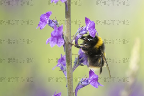Buff tailed bumblebee (Bombus terrestris) adult bee insect feeding on purple garden Toadflax
