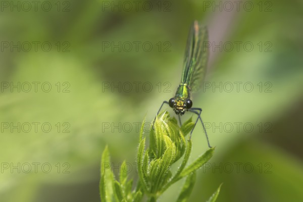 Banded demoiselle damselfly (Calopteryx splendens) adult female insect resting on a Cleaver plant