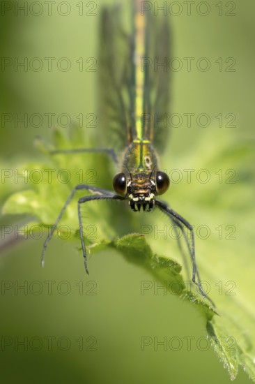 Banded demoiselle damselfly (Calopteryx splendens) adult female insect resting on a nettle plant