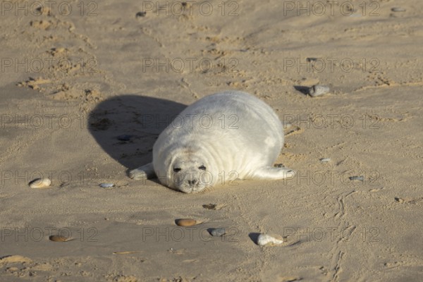 Atlantic grey seal (Halichoerus grypus) juvenile baby pup animal sleeping on a seaside beach in
