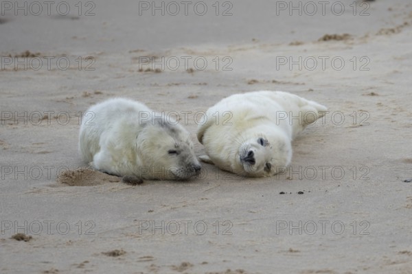 Atlantic grey seal (Halichoerus grypus) two juvenile baby pup animals sleeping on a beach in