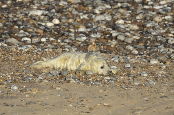Atlantic grey seal (Halichoerus grypus) juvenile baby pup animal on a shingle beach in winter,
