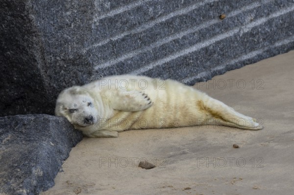 Atlantic grey seal (Halichoerus grypus) juvenile baby pup animal sleeping on a rock on a beach in