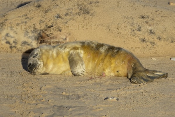 Atlantic grey seal (Halichoerus grypus) juvenile baby pup animal sleeping on a seaside beach next