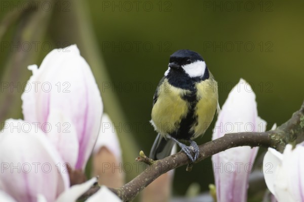 Great tit (Parus major) adult bird on garden Magnolia tree branch with blossom in spring, England,