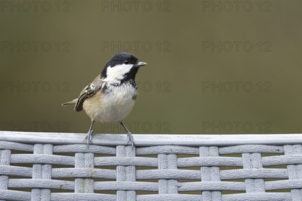 Coal tit (Periparus ater) adult bird on a garden chair in winter, England, United Kingdom
