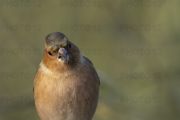 Eurasian chaffinch (Fringilla coelebs) adult male bird eating a sunflower seed in winter, England,