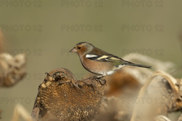 Eurasian chaffinch (Fringilla coelebs) adult male bird on a sunflower plant seedhead in winter,