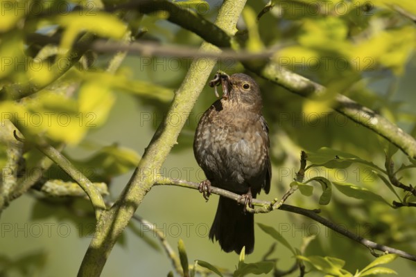Eurasian blackbird (Turdus merula) adult female bird with worms in its beak for food in spring,