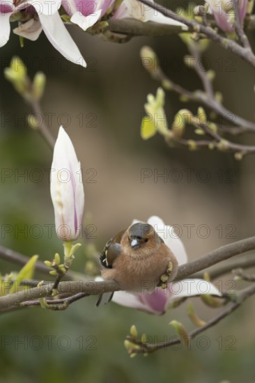 Eurasian chaffinch (Fringilla coelebs) adult male bird on garden Magnolia tree branch with blossom