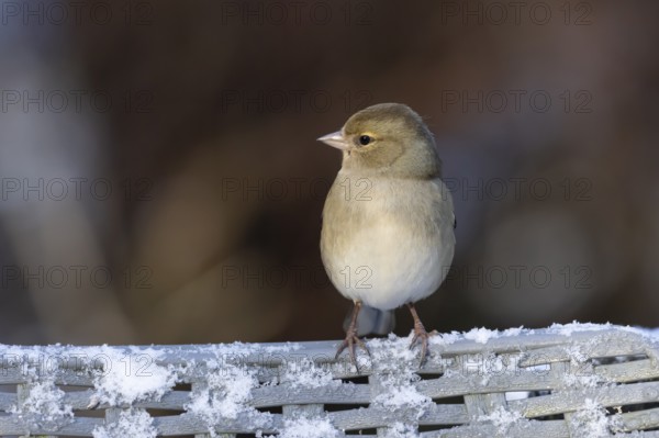Eurasian chaffinch (Fringilla coelebs) adult female bird on a snow covered garden chair in winter,