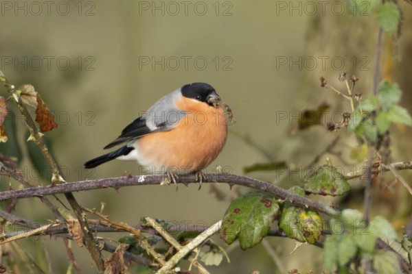 Eurasian bullfinch (Pyrrhula pyrrhula) adult male bird feeding on nettle seeds in a hedgerow in