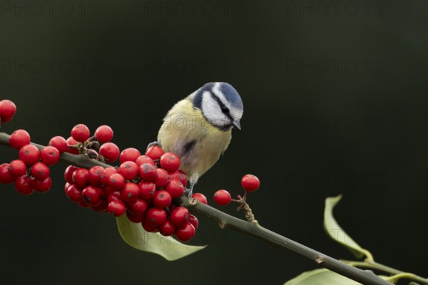Blue tit (Cyanistes Caeruleus) adult bird on a garden Holly tree branch with red berries in winter,
