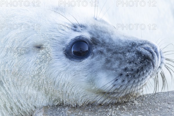 Atlantic grey seal (Halichoerus grypus) juvenile baby pup animal head portrait, England, United