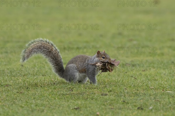 Grey squirrel (Sciurus carolinensis) adult animal with a mouthful of leaves and grass for nesting