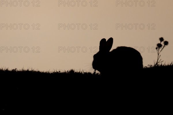 Rabbit (Oryctolagus cuniculus) silhouette of a juvenile baby animal feeding in grassland in summer,