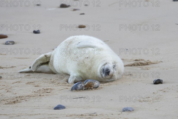 Atlantic grey seal (Halichoerus grypus) juvenile baby pup animal sleeping on sand on a beach,