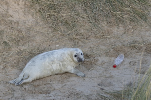 Atlantic grey seal (Halichoerus grypus) juvenile baby pup animal in sand dunes on a beach next to
