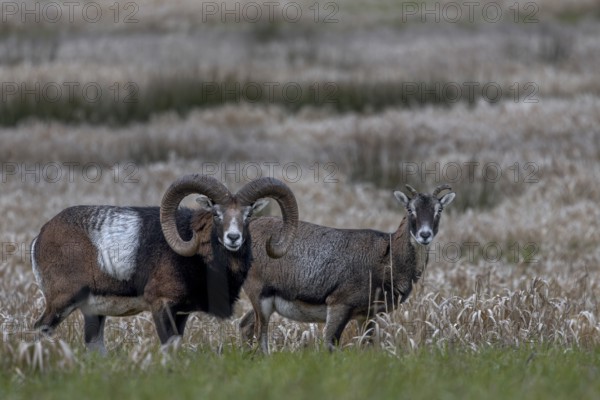 Mouflon rams (Ovis gmelini) and females looking attentively at the photographer, pair, couple,