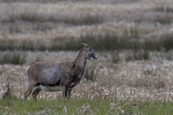 The small horns of the female mouflon (Ovis gmelini) are clearly recognisable, Germany
