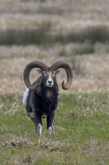 The mouflon ram (Ovis gmelini) has noticed a movement, Germany