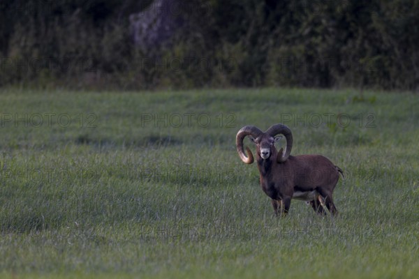 Old mouflon rams (Ovis gmelini) lead an erratic life, when they are disturbed they like to leave