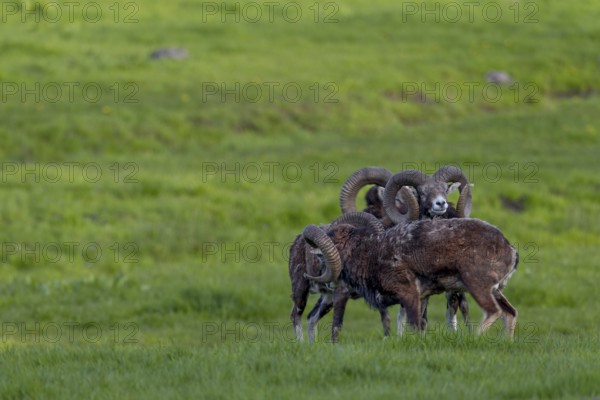 Mouflon rams (Ovis gmelini) are very playful animals, and when they are undisturbed, their
