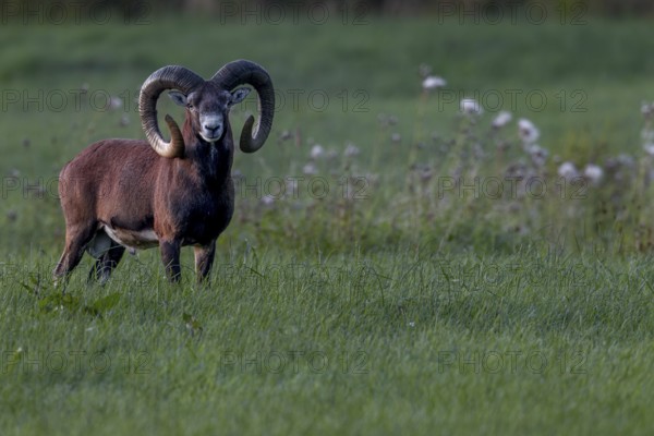 A powerful mouflon ram (Ovis gmelini) at dusk, Germany
