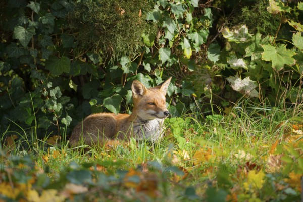 Red fox (Vulpes vulpes) lying upright peacefully and relaxed in the sun under a juniper and ivy