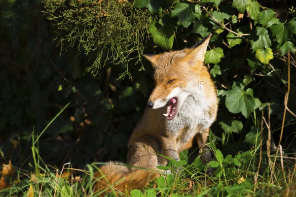Red fox (Vulpes vulpes) sitting peacefully in the sun under a juniper and ivy between grass and